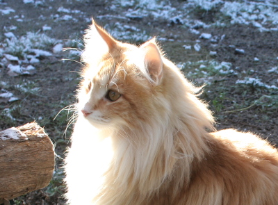 Esmeralda, vom Aller-Leine-Tal, Norwegische Waldkatze, amber tabby classic, nt22, Katze, Norweger, Großer Europa Champion, nfo,