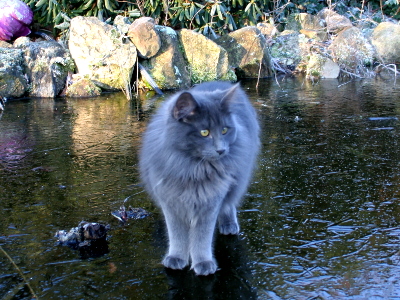 Xana, vom Aller-Leine-Tal, Norwegische Waldkatze, blue, Katze, Norweger, blau, nfo,