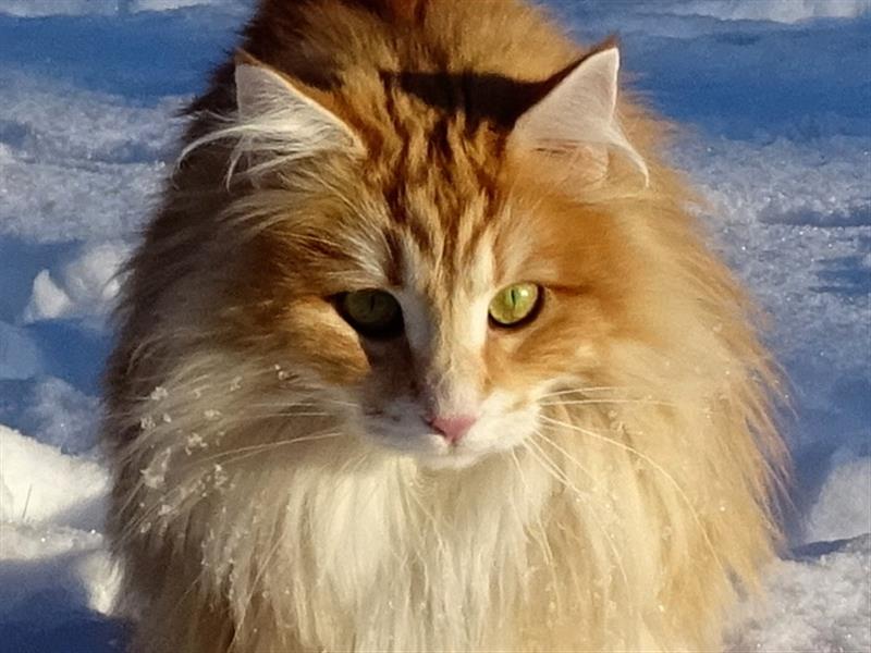 Esmeralda, vom Aller-Leine-Tal, Norwegische Waldkatze, amber tabby classic, nt22, Katze, Norweger, Großer Europa Champion, nfo,